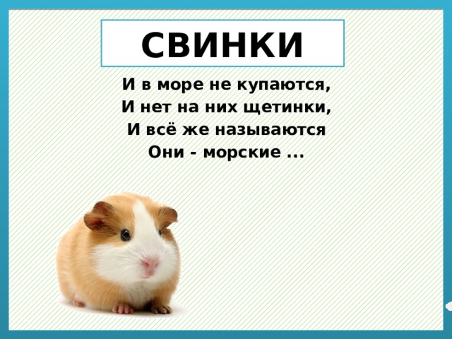 СВИНКИ И в море не купаются, И нет на них щетинки, И всё же называются Они - морские ... 