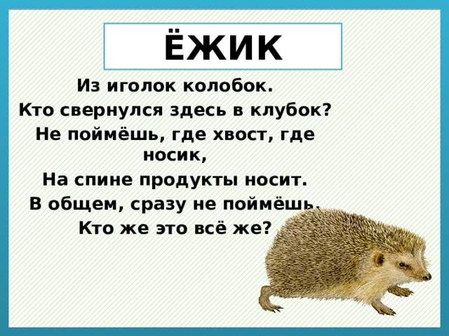 ЁЖИК Из иголок колобок. Кто свернулся здесь в клубок? Не поймёшь, где хвост, где носик, На спине продукты носит. В общем, сразу не поймёшь. Кто же это всё же? 