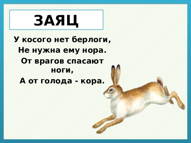 ЗАЯЦ У косого нет берлоги, Не нужна ему нора. От врагов спасают ноги, А от голода - кора. 