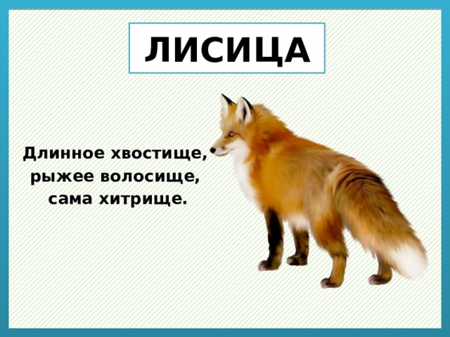 ЛИСИЦА Длинное хвостище,  рыжее волосище,  сама хитрище. 