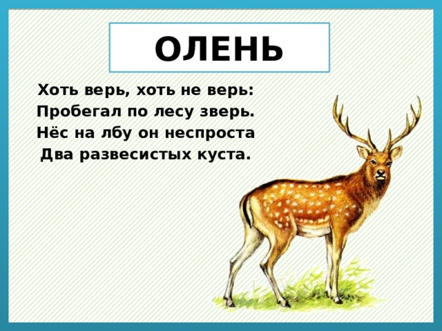 ОЛЕНЬ Хоть верь, хоть не верь: Пробегал по лесу зверь. Нёс на лбу он неспроста Два развесистых куста. 