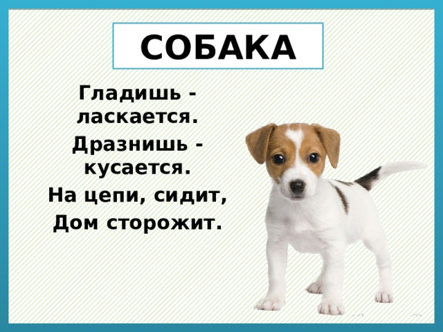 СОБАКА Гладишь - ласкается. Дразнишь - кусается. На цепи, сидит, Дом сторожит. 