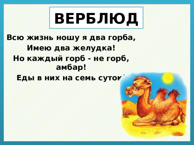 ВЕРБЛЮД Всю жизнь ношу я два горба, Имею два желудка! Но каждый горб - не горб, амбар! Еды в них на семь суток! 