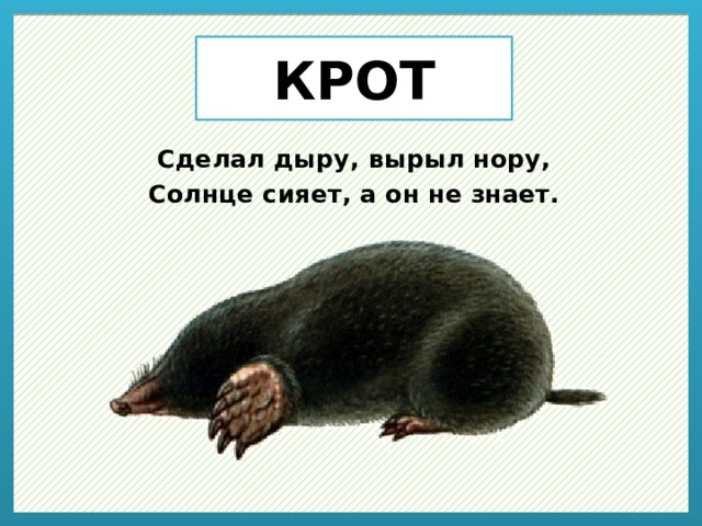 КРОТ   Сделал дыру, вырыл нору, Солнце сияет, а он не знает. 