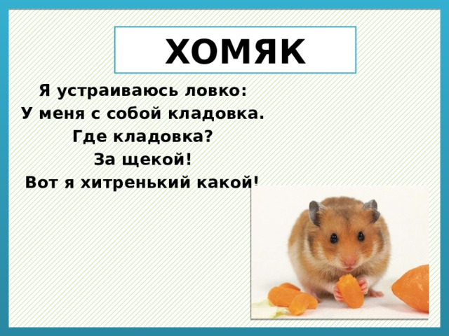 ХОМЯК Я устраиваюсь ловко: У меня с собой кладовка. Где кладовка? За щекой! Вот я хитренький какой! 