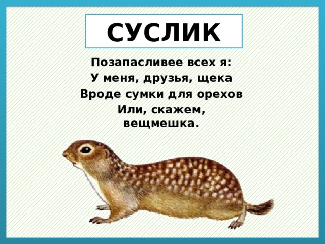 СУСЛИК Позапасливее всех я: У меня, друзья, щека Вроде сумки для орехов Или, скажем, вещмешка. 