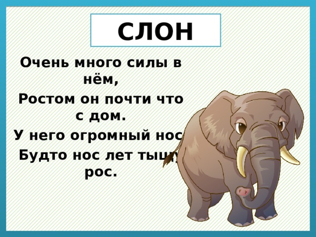 СЛОН Очень много силы в нём, Ростом он почти что с дом. У него огромный нос, Будто нос лет тыщу рос. 