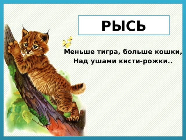 РЫСЬ Меньше тигра, больше кошки, Над ушами кисти-рожки.. 