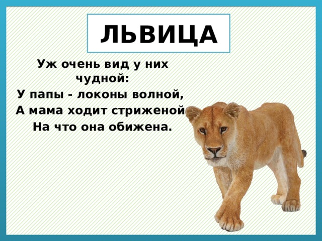 ЛЬВИЦА Уж очень вид у них чудной: У папы - локоны волной, А мама ходит стриженой, На что она обижена. 