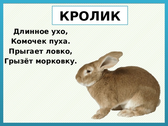 КРОЛИК Длинное ухо, Комочек пуха. Прыгает ловко, Грызёт морковку. 