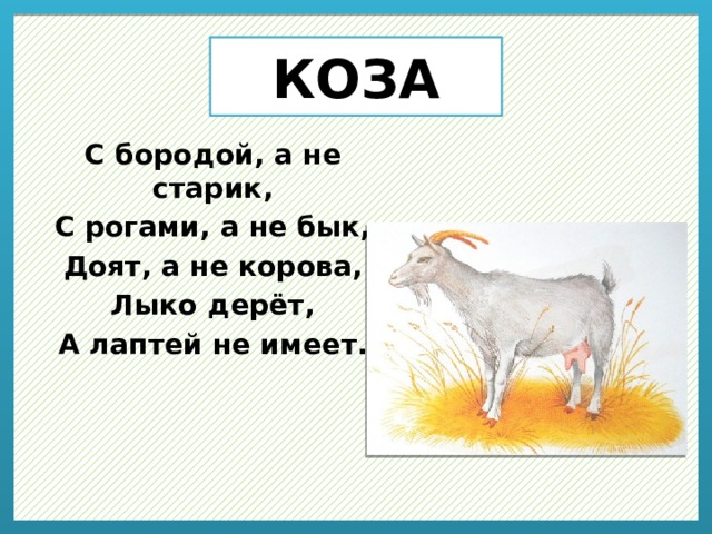 КОЗА С бородой, а не старик, С рогами, а не бык, Доят, а не корова, Лыко дерёт, А лаптей не имеет. 