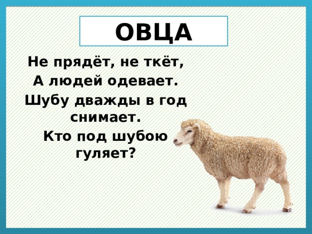 ОВЦА Не прядёт, не ткёт, А людей одевает. Шубу дважды в год снимает. Кто под шубою гуляет?  