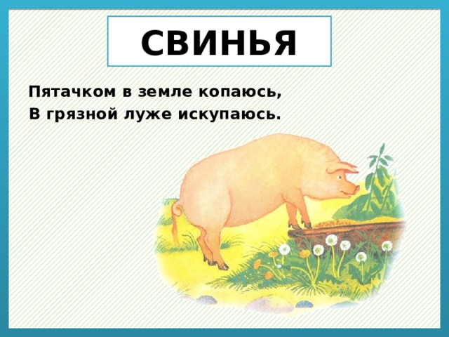СВИНЬЯ Пятачком в земле копаюсь, В грязной луже искупаюсь. 