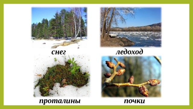 снег ледоход проталины почки 