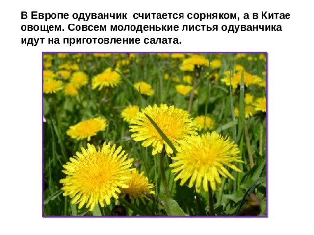 В Европе одуванчик считается сорняком, а в Китае овощем. Совсем молоденькие листья одуванчика идут на приготовление салата. 