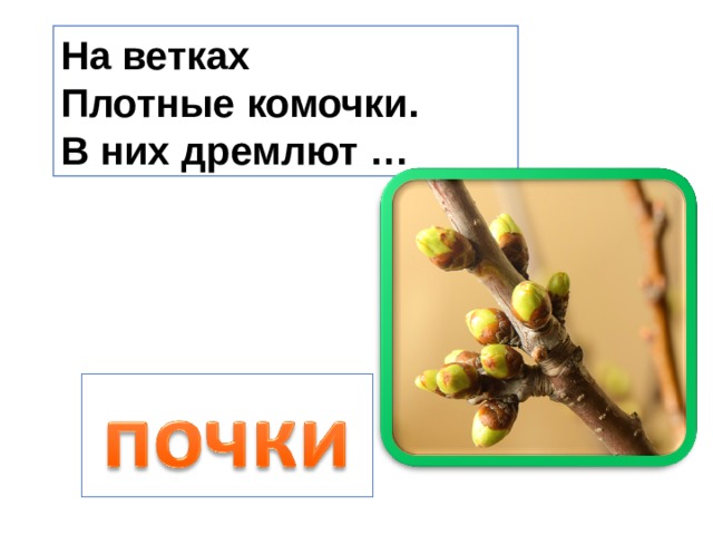 На ветках Плотные комочки. В них дремлют … 