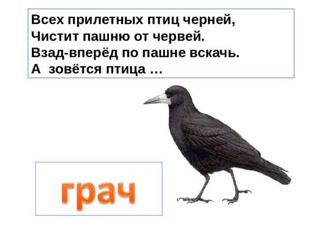 Всех прилетных птиц черней, Чистит пашню от червей. Взад-вперёд по пашне вскачь. А зовётся птица … 