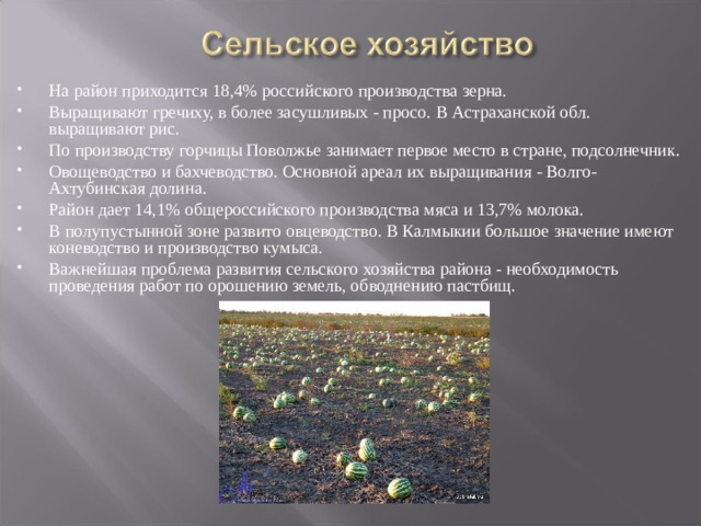 На район приходится 18,4% российского производства зерна. Выращивают гречиху, в более засушливых - просо. В Астраханской обл. выращивают рис. По производству горчицы Поволжье занимает первое место в стране, подсолнечник. Овощеводство и бахчеводство. Основной ареал их выращивания - Волго-Ахтубинская долина. Район дает 14,1% общероссийского производства мяса и 13,7% молока. В полупустынной зоне развито овцеводство. В Калмыкии большое значение имеют коневодство и производство кумыса. Важнейшая проблема развития сельского хозяйства района - необходимость проведения работ по орошению земель, обводнению пастбищ.  