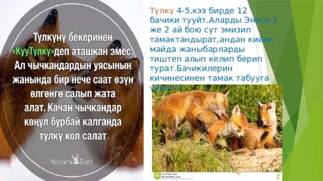 Түлкү 4-5,кээ бирде 12 бачики тууйт.Аларды Энеси 1 же 2 ай бою сүт эмизип тамактандырат,андан кийин майда жаныбарларды тиштеп алып келип берип турат.Бачикилерин кичинесинен тамак табууга үйрөтөт. 