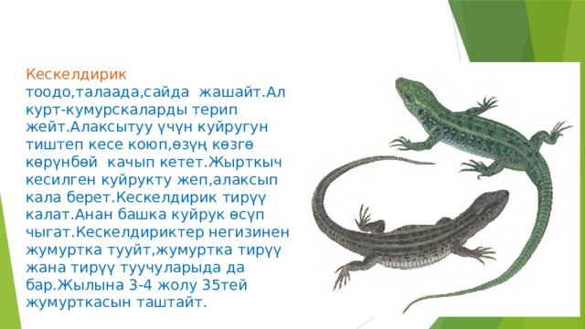 Кескелдирик тоодо,талаада,сайда жашайт.Ал курт-кумурскаларды терип жейт.Алаксытуу үчүн куйругун тиштеп кесе коюп,өзүң көзгө көрүнбөй качып кетет.Жырткыч кесилген куйрукту жеп,алаксып кала берет.Кескелдирик тирүү калат.Анан башка куйрук өсүп чыгат.Кескелдириктер негизинен жумуртка тууйт,жумуртка тирүү жана тирүү туучуларыда да бар.Жылына 3-4 жолу 35тей жумурткасын таштайт. 