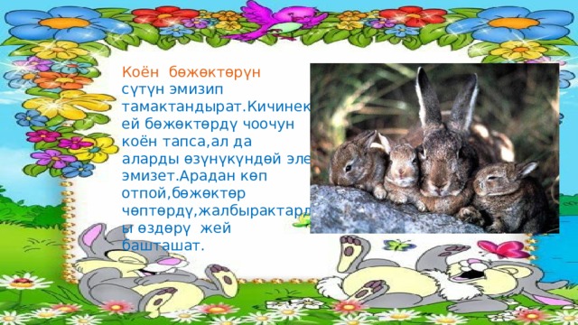 Коён бөжөктөрүн сүтүн эмизип тамактандырат.Кичинекей бөжөктөрдү чоочун коён тапса,ал да аларды өзүнүкүндөй эле эмизет.Арадан көп отпой,бөжөктөр чөптөрдү,жалбырактарды өздөрү жей башташат. 