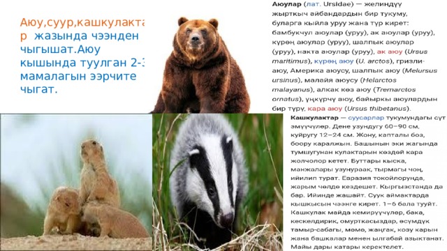 Аюу,суур,кашкулактар жазында чээнден чыгышат.Аюу кышында туулган 2-3 мамалагын ээрчите чыгат. 