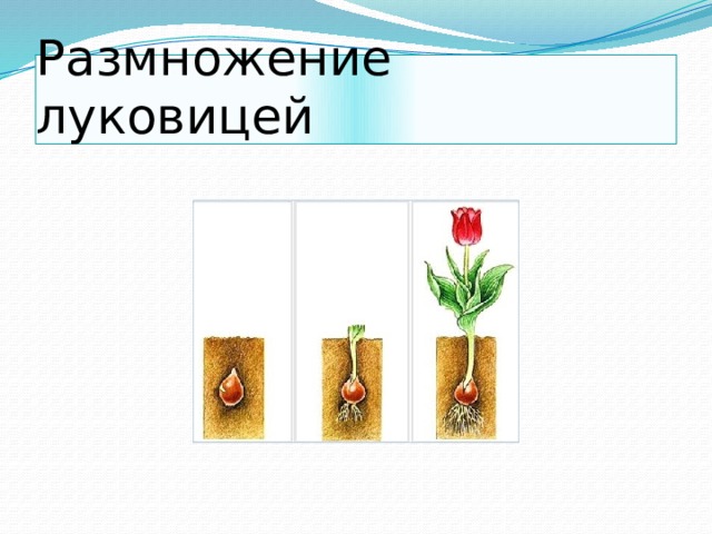Размножение луковицей 