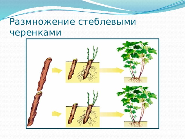 Размножение стеблевыми черенками 