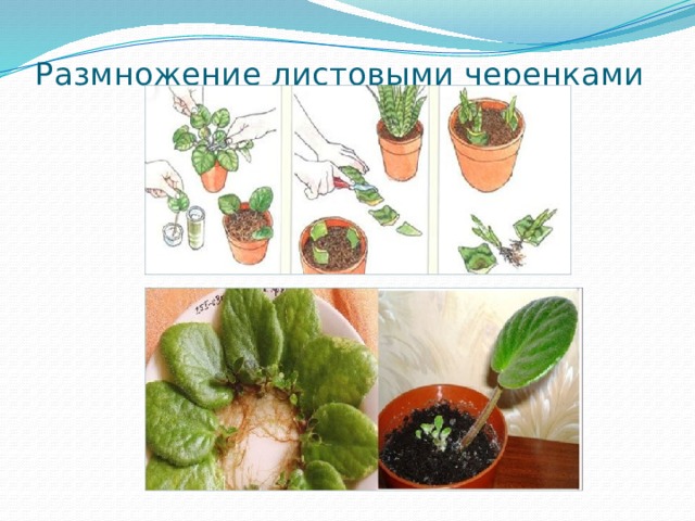 Размножение листовыми черенками 