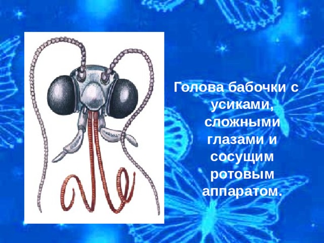 Голова бабочки с усиками, сложными глазами и сосущим ротовым аппаратом. 