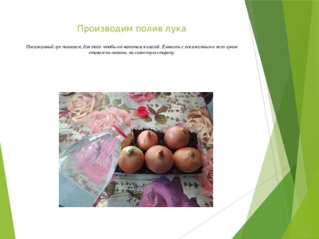 Производим полив лука   Посажанный лук поливаем, для того чтобы он напитался влагой. Ёмкость с посаженным в него луком ставим на окошко, на солнечную сторону.   