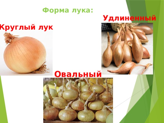 Форма лука:    Удлиненный Круглый лук  круглый лук  Овальный 