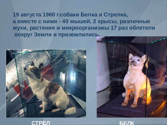 19 августа 1960 г.собаки Белка и Стрелка, а вместе с ними - 40 мышей, 2 крысы, различные мухи, растения и микроорганизмы 17 раз облетели  вокруг Земли и приземлились. СТРЕЛКА  БЕЛКА 
