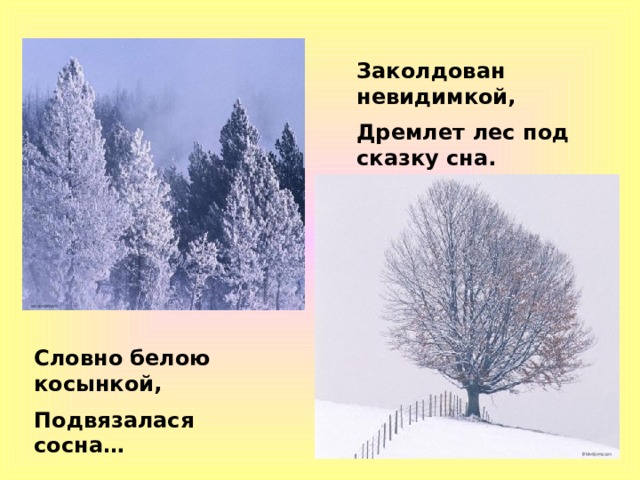 Заколдован невидимкой, Дремлет лес под сказку сна. Словно белою косынкой, Подвязалася сосна… 