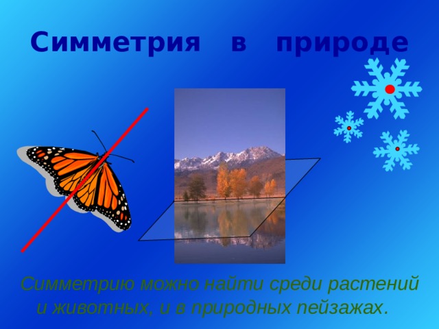 Симметрия  в  природе  Симметрию можно найти среди растений и животных, и в природных пейзажах .  