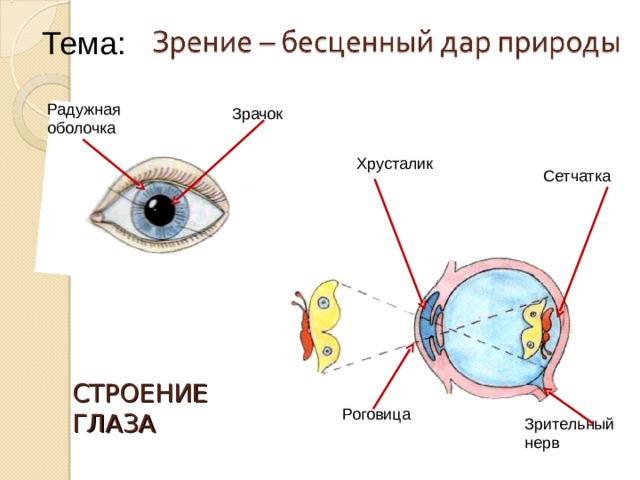 Тема: Радужная оболочка Зрачок Хрусталик Сетчатка СТРОЕНИЕ ГЛАЗА Роговица Зрительный нерв 