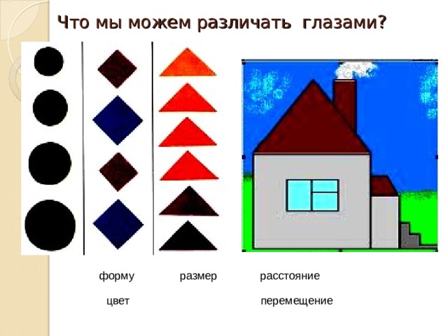 Что мы можем различать глазами? форму расстояние размер цвет перемещение 