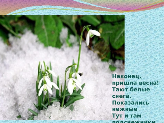 Наконец, пришла весна! Тают белые снега. Показались нежные Тут и там подснежники. 