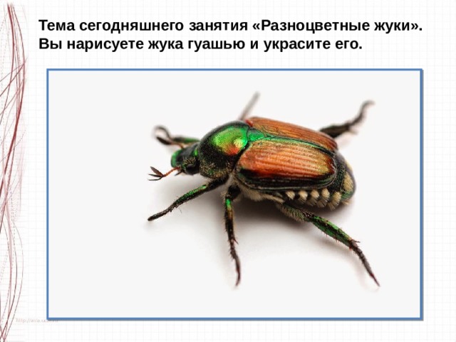 Тема сегодняшнего занятия «Разноцветные жуки». Вы нарисуете жука гуашью и украсите его. 
