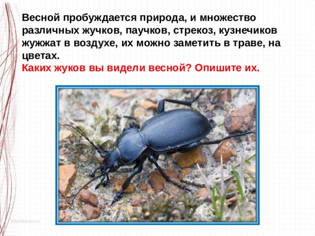 Весной пробуждается природа, и множество различных жучков, паучков, стрекоз, кузнечиков жужжат в воздухе, их можно заметить в траве, на цветах. Каких жуков вы видели весной? Опишите их. 