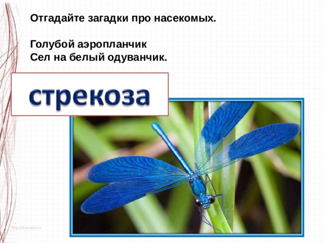 Отгадайте загадки про насекомых.  Голубой аэропланчик Сел на белый одуванчик. 