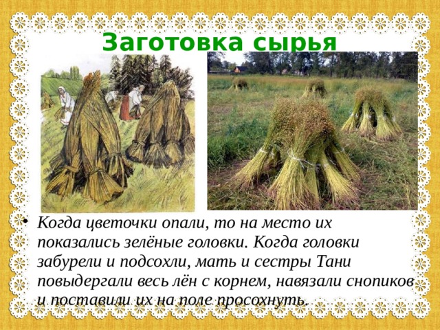 Заготовка сырья Когда цветочки опали, то на место их показались зелёные головки. Когда головки забурели и подсохли, мать и сестры Тани повыдергали весь лён с корнем, навязали снопиков и поставили их на поле просохнуть.  