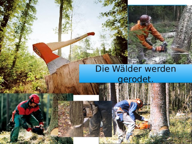 Die Wälder werden gerodet. 