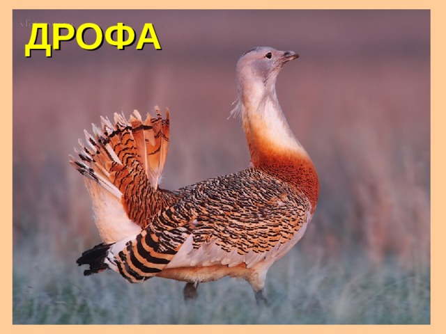 ДРОФА 