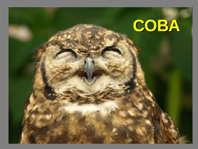 СОВА 