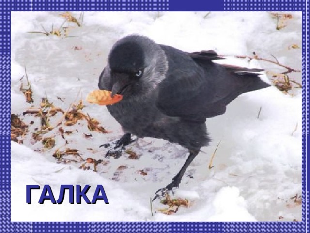 ГАЛКА 