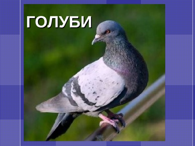 ГОЛУБИ 