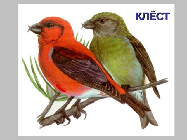 КЛЁСТ 