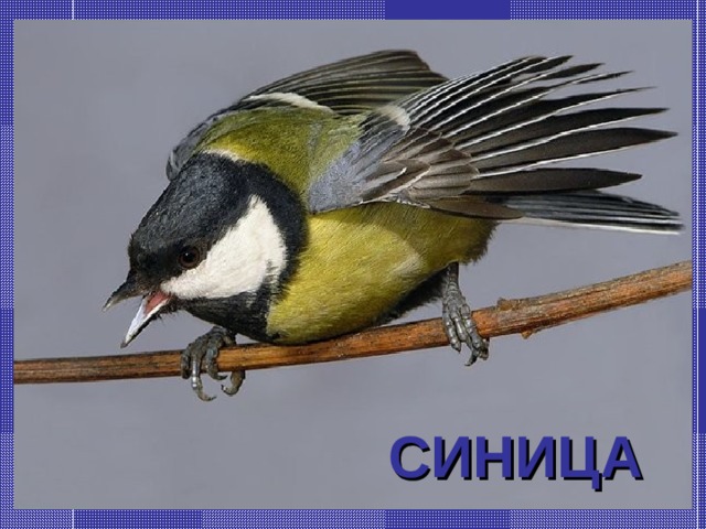 СИНИЦА 
