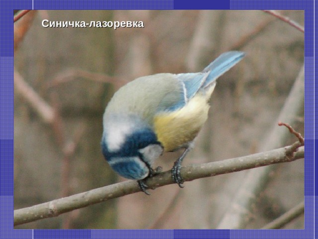 Синичка-лазоревка 